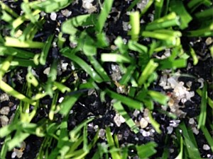 Synthetic Turf Maintenance